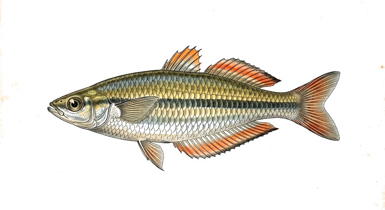 Malagasy Rainbowfish (Rheocles lateralis) illustration