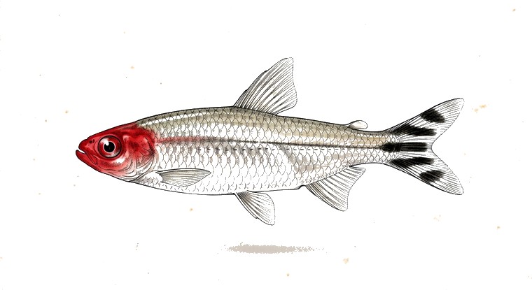 Rummynose Tetra (Hemigrammus rhodostomus) illustration