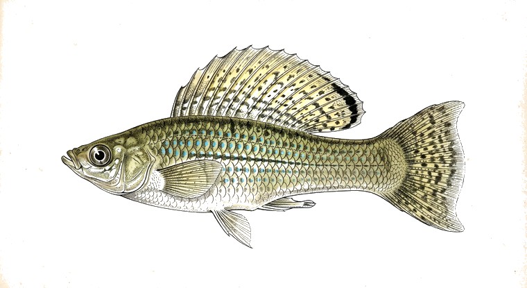 Sailfin Molly (Poecilia latipinna) illustration