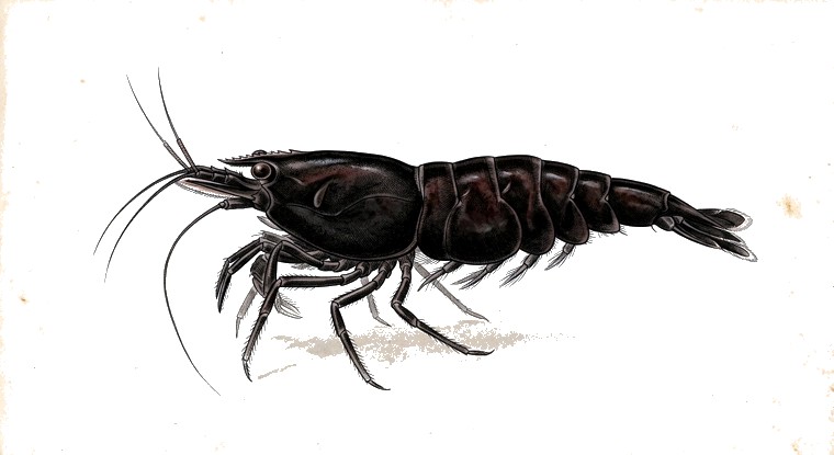 Black Rose Shrimp (Neocaridina davidi var.) illustration