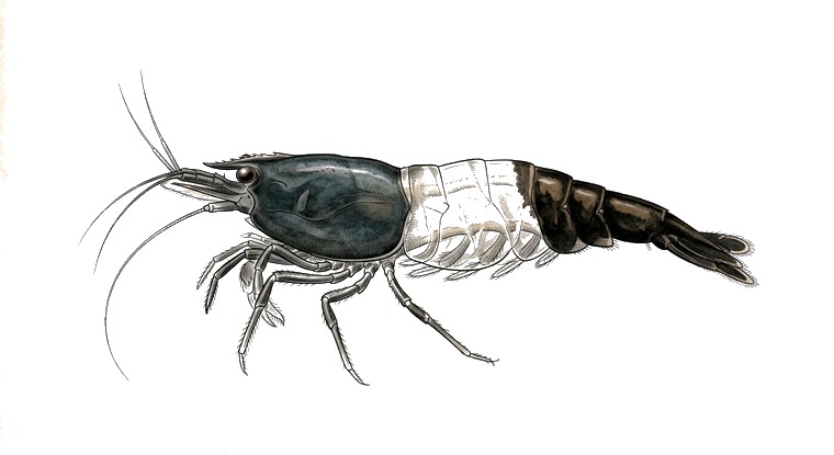 Carbon Rili Shrimp (Neocaridina davidi var.) illustration