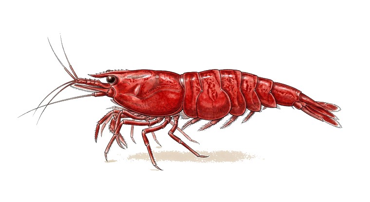Painted Fire Red Shrimp (Neocaridina davidi var. PFR) illustration