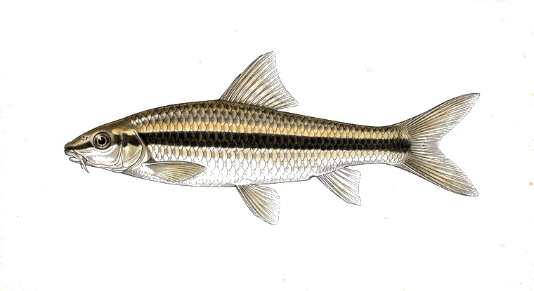Siamese Algae Eater (Crossocheilus oblongus) illustration