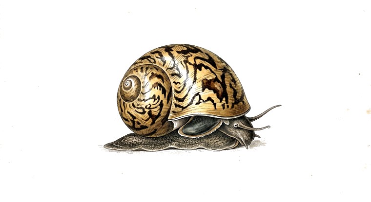 Batik Nerite Snail (Neritina turrita) illustration