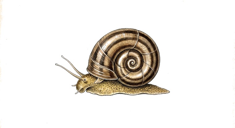 Colombian Ramshorn (Marisa cornuarietis) illustration