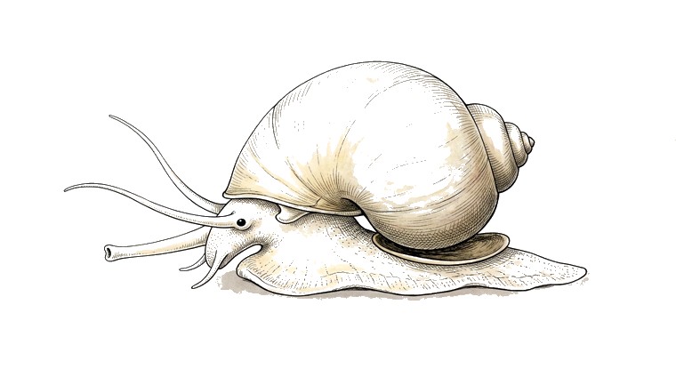 Ivory Mystery Snail (Pomacea bridgesii var.) illustration