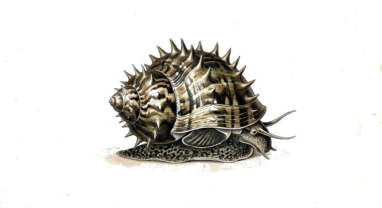 Spiky Nerite (Clithon diadema) illustration