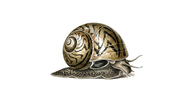 Tracked Nerite Snail (Neritina sp.) illustration