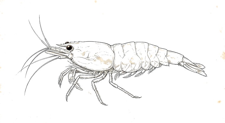 Snowball Shrimp (Neocaridina cf. zhangjiajiensis) illustration