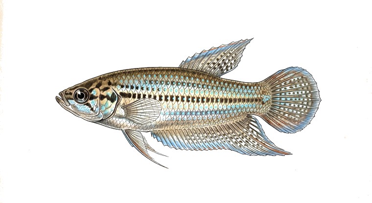 Sparkling Gourami (Trichopsis pumila) illustration