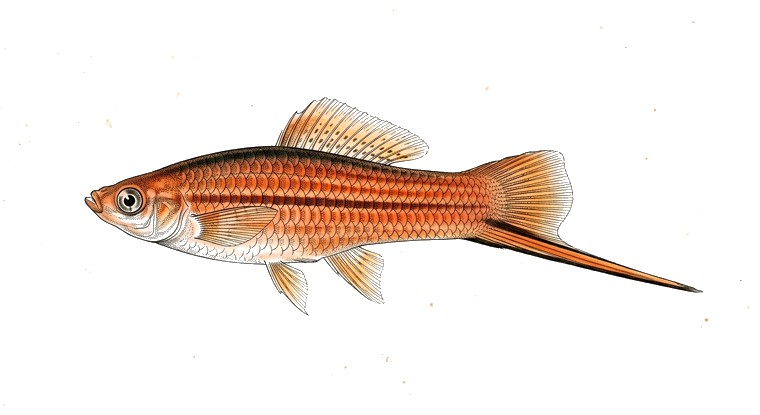 Swordtail (Xiphophorus hellerii) illustration