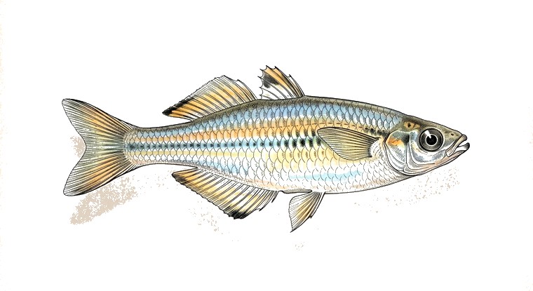 Bonti Rainbowfish (Telmatherina bonti) illustration