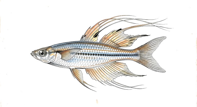 Threadfin Rainbowfish (Iriatherina werneri) illustration