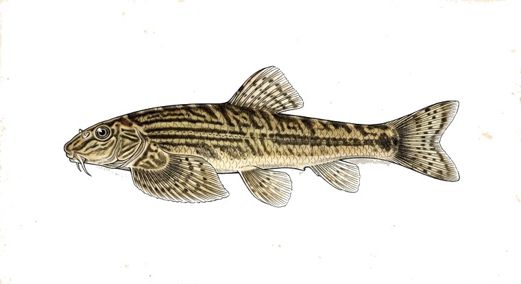 Vietnamese Hillstream Loach (Vanmanenia striata) illustration