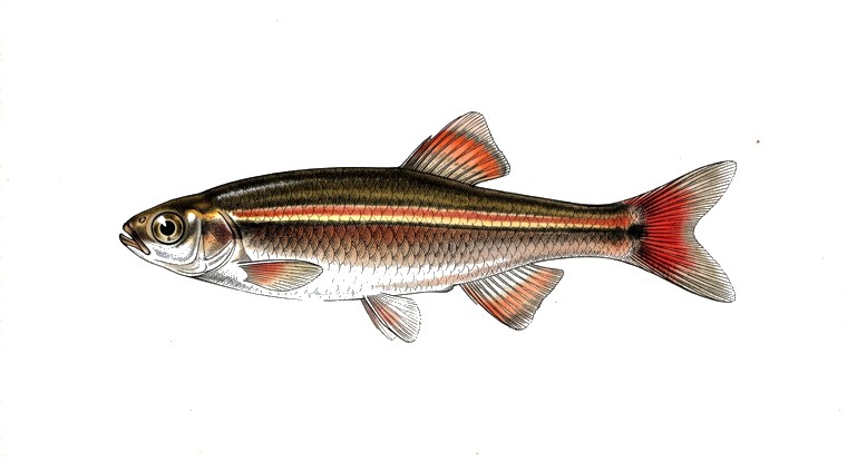 White Cloud Mountain Minnow (Tanichthys albonubes) illustration