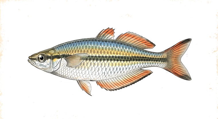 Kottelat's Rainbowfish (Xenotheristicus kottelati) illustration
