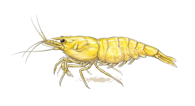 Yellow Neocaridina Shrimp (Neocaridina davidi var.) illustration