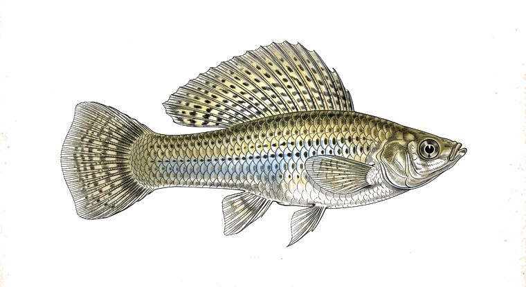 Yucatan Molly (Poecilia velifera) illustration