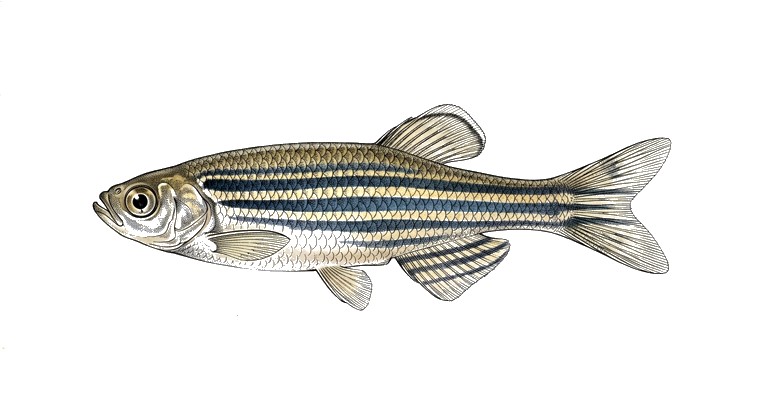 Zebra Danio (Danio rerio) illustration