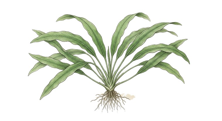 Madagascar Aponogeton (Aponogeton capuronii) illustration