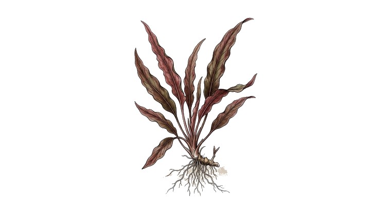 Barclaya (Red) (Barclaya longifolia 'Red') illustration