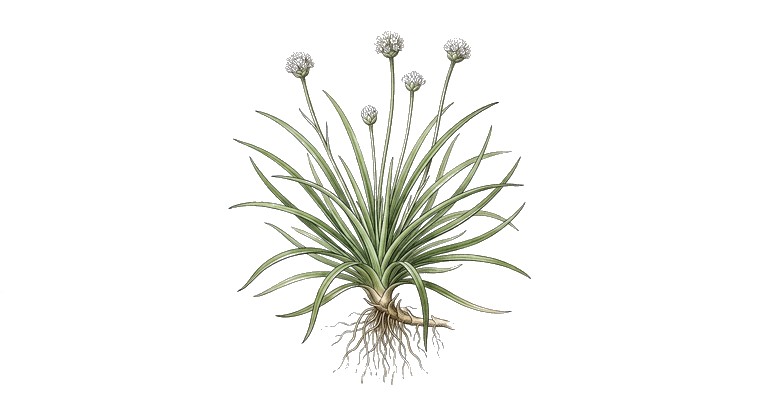 Parker's Pipewort (Eriocaulon parkeri) illustration