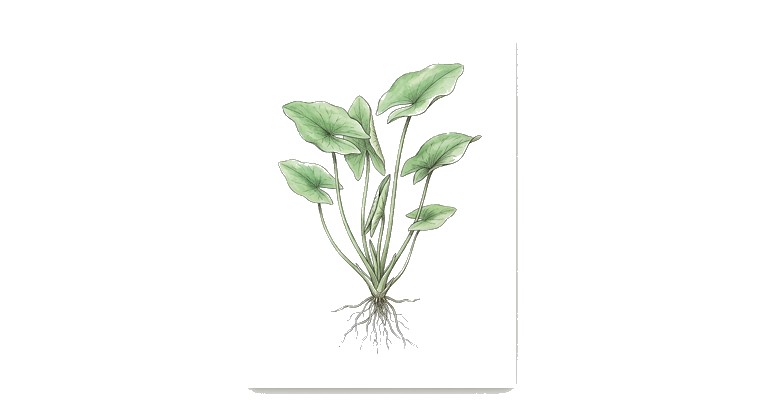 Cape Blue Water Lily (Nymphaea capensis) illustration