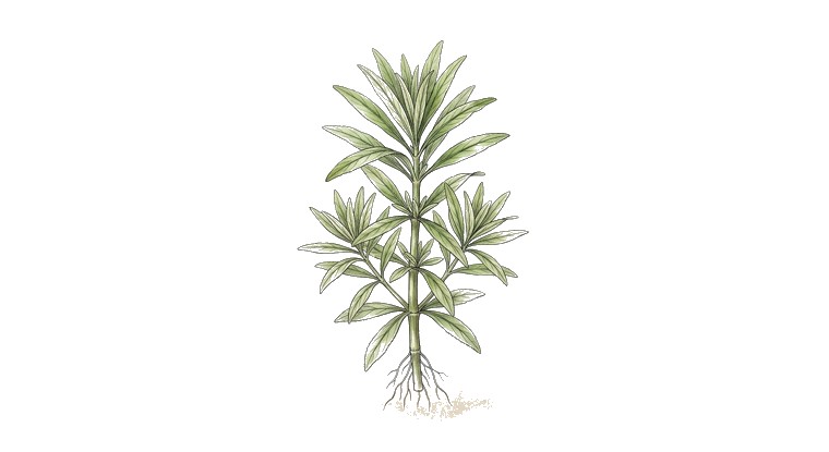 Broadleaf Eusteralis (Pogostemon stellatus) illustration