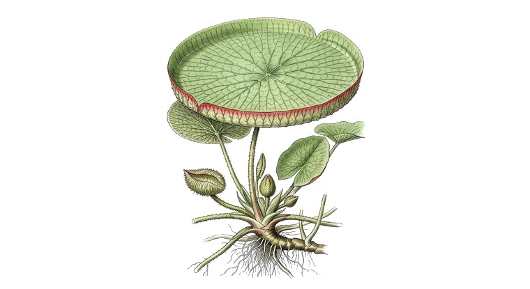 Victoria Lily (Victoria amazonica) illustration