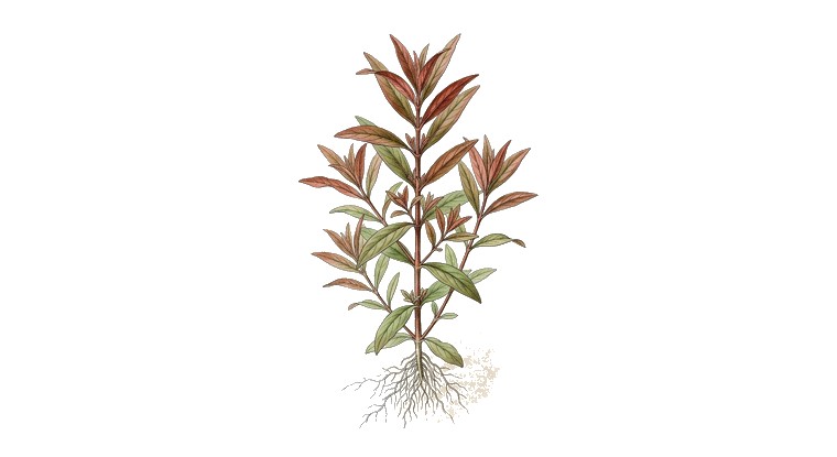 Ammannia senegalensis (Ammannia senegalensis) illustration