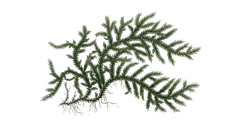 Anchor Moss (Plagiochilaceae sp.) illustration