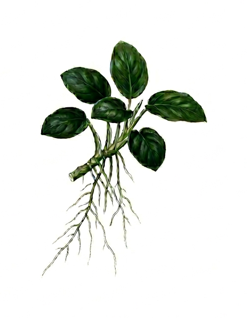 Anubias nana 'Petite' (Anubias barteri var. nana 'Petite') illustration