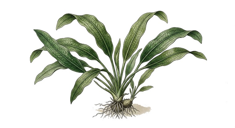 Aponogeton boivinianus (Aponogeton boivinianus) illustration