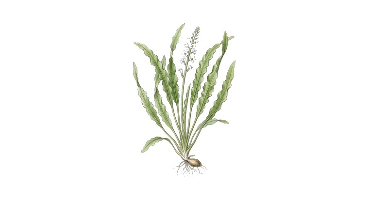 Aponogeton crispus (Aponogeton crispus) illustration