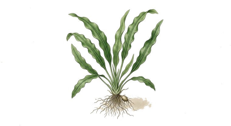 Aponogeton longiplumulosus (Aponogeton longiplumulosus) illustration