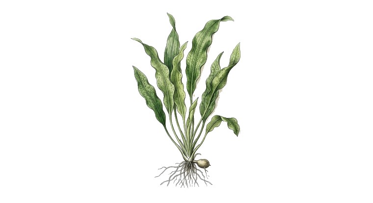 Aponogeton undulatus (Aponogeton undulatus) illustration