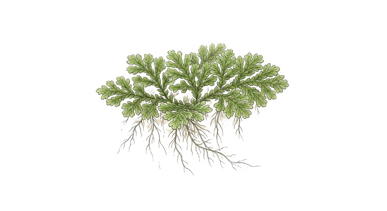 Fairy Moss (Azolla) (Azolla filiculoides) illustration