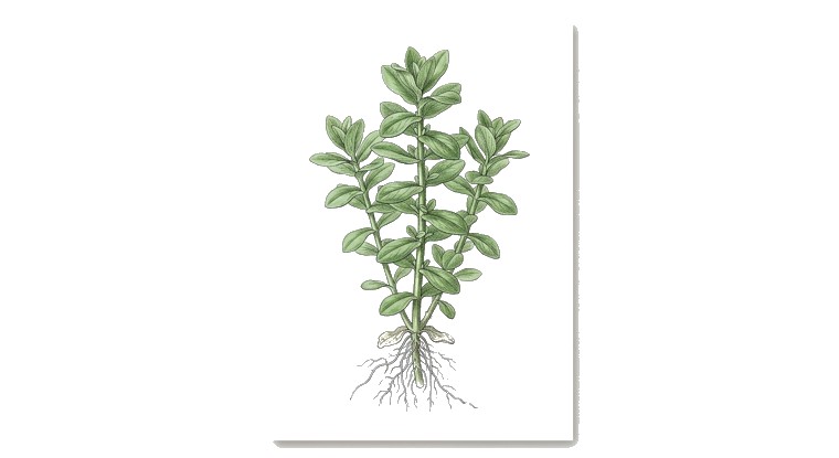 Bacopa 'Compact' (Bacopa caroliniana 'Compact') illustration