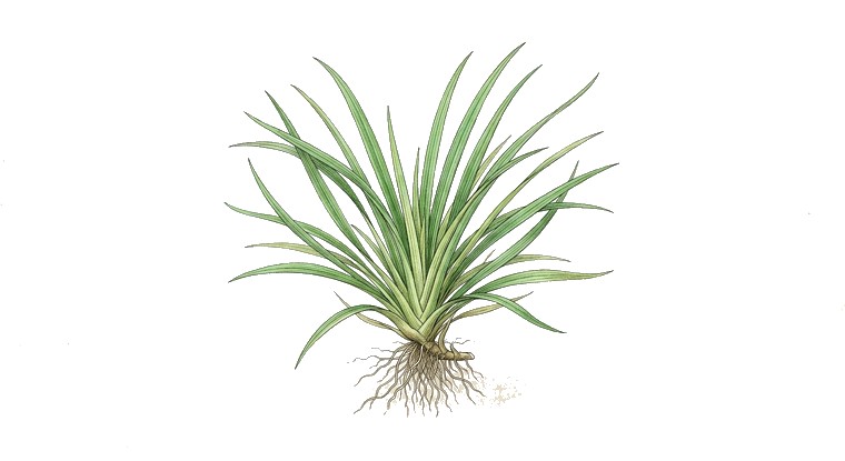 Korean Blyxa (Blyxa echinosperma) illustration
