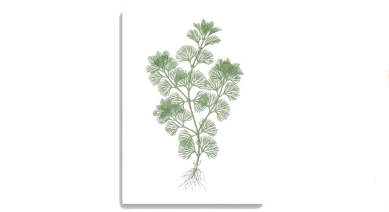 Green Cabomba (Cabomba caroliniana) illustration