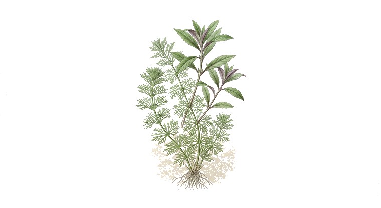 Ambulia (Limnophila aromatica) illustration