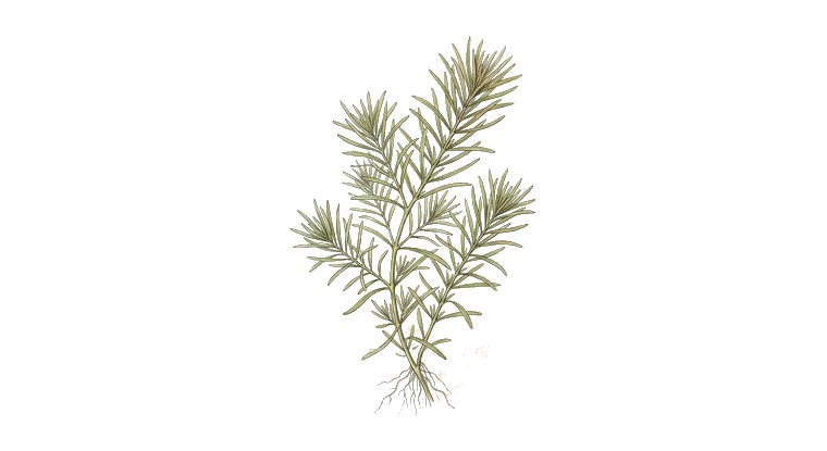 Needle Ludwigia (Ludwigia arcuata) illustration