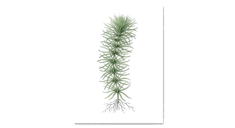 Tonina (Tonina fluviatilis) illustration