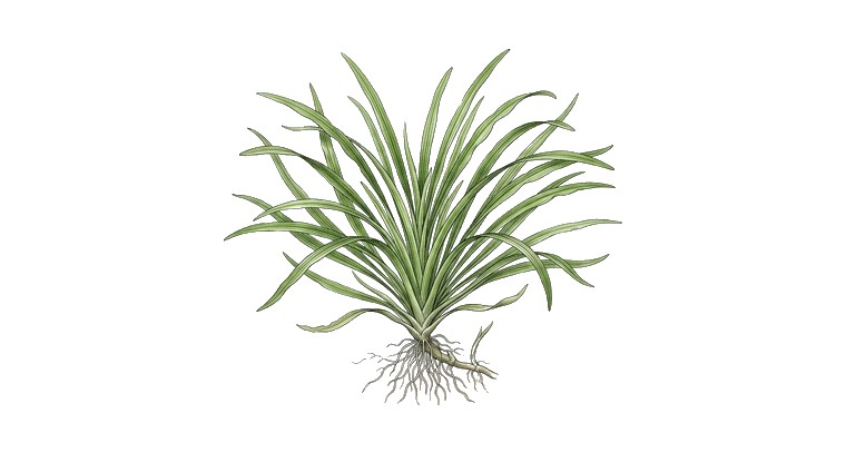 Blyxa aubertii (Blyxa aubertii) illustration
