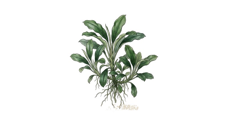 Bucephalandra 'Godzilla' (Bucephalandra sp. 'Godzilla') illustration
