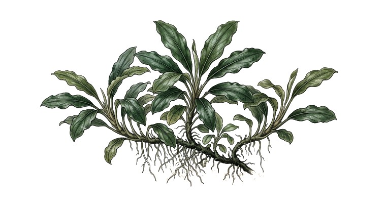 Bucephalandra 'Kedagang' (Bucephalandra sp. 'Kedagang') illustration