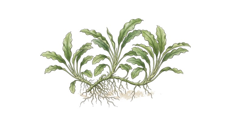 Bucephalandra 'Wavy Green' (Bucephalandra sp.) illustration