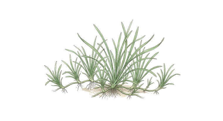 Micro Sword (New Zealand) (Lilaeopsis novae-zelandiae) illustration