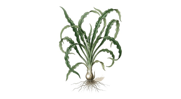 Crinum calamistratum (Crinum calamistratum) illustration