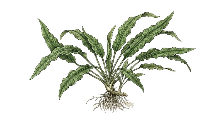 Cryptocoryne crispatula 'Balansae' (Cryptocoryne crispatula var. balansae) illustration